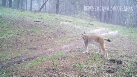 Единственный в Воронежском биосферном заповеднике самец рыси погиб от истощения